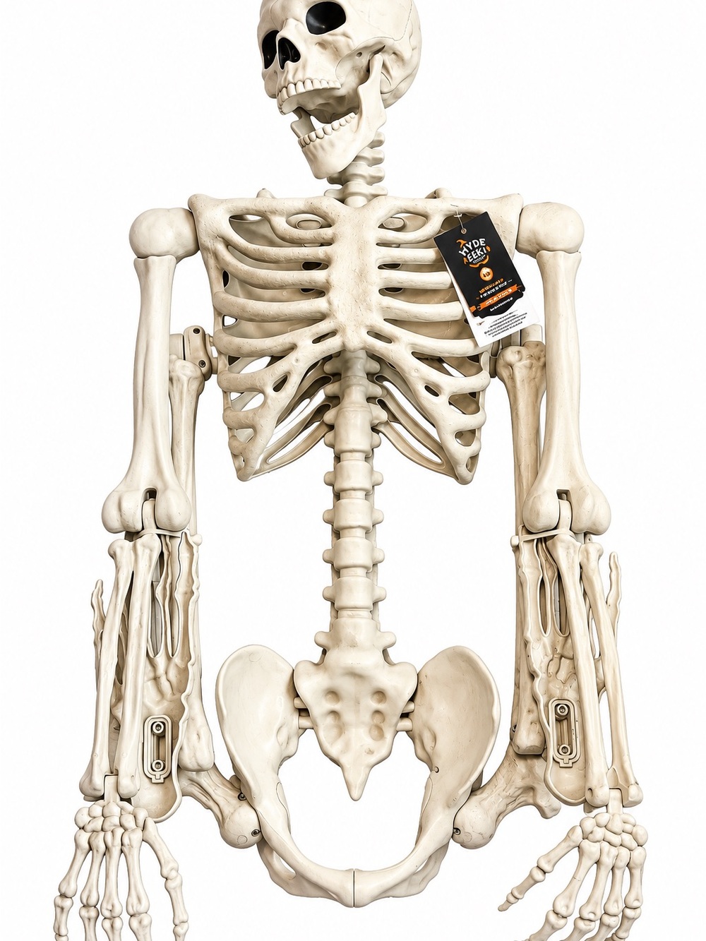 Beige Anatomical Skeleton Home Accent